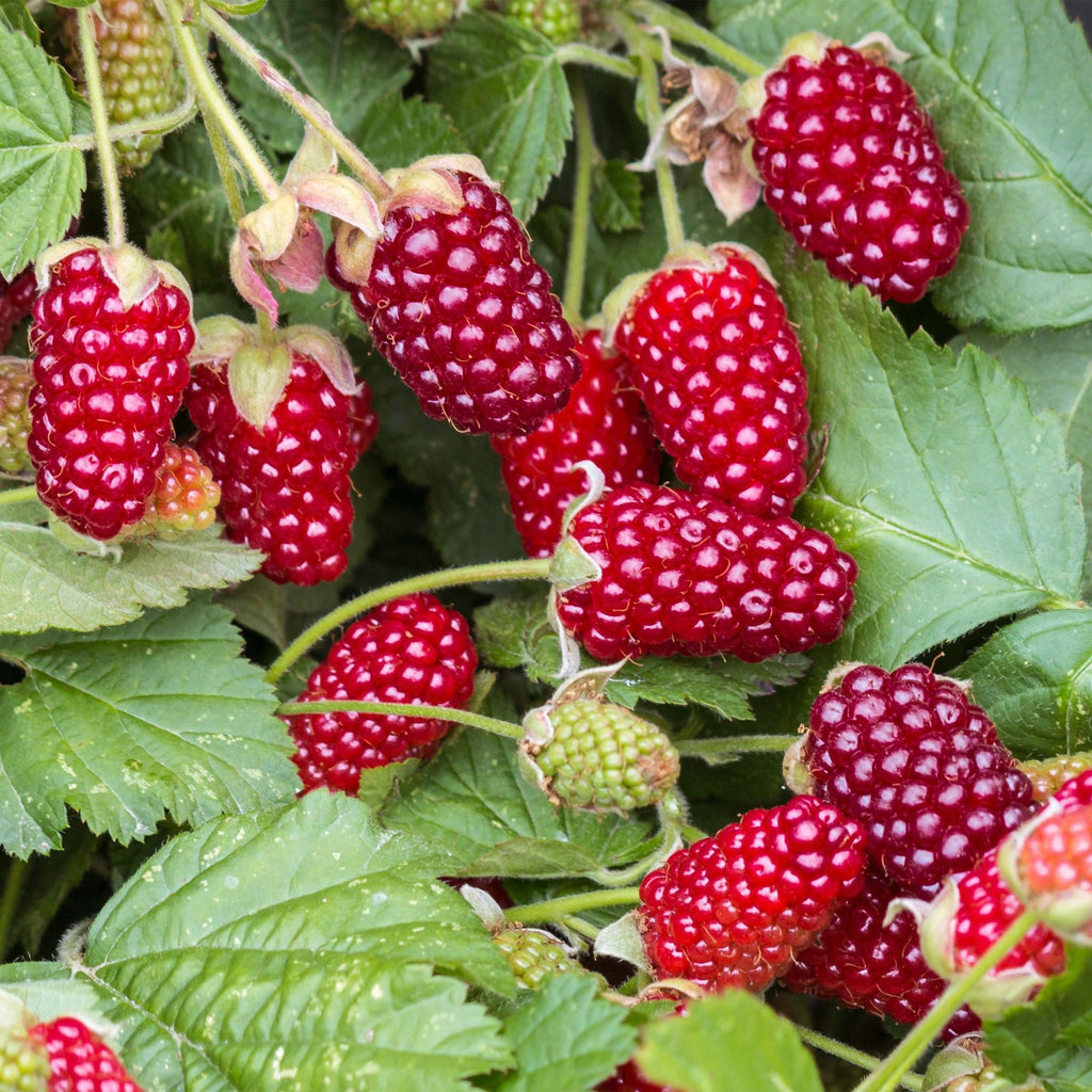 Fruitplant - Rubus Thornless Loganberry - Braamboos - Winterhard - Rode Vrucht - 2 Planten - Pot 15cm - Hoogte 50cm