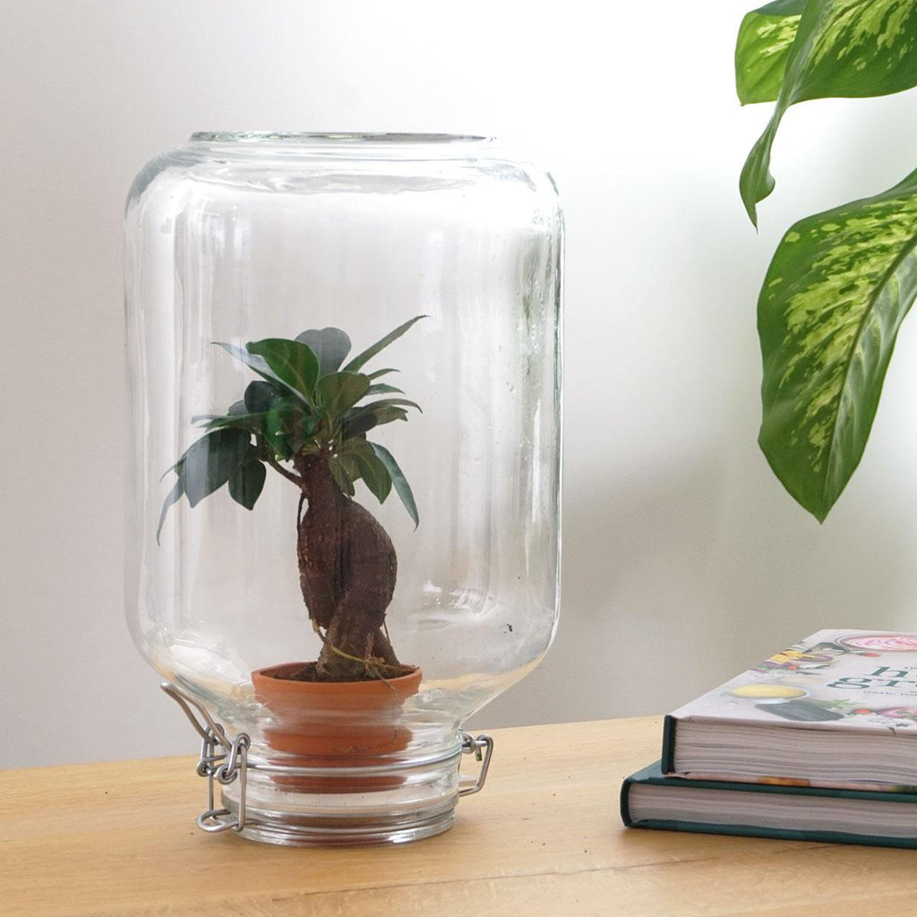 Easyplant - Bonsai - Mini-ecosysteem