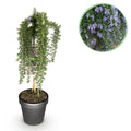 Plant op Stam - Rosmarinus officinalis Prostratus - Terras Plant - Bladhoudend - Winterhard -Paarse Bloem - Pot 19cm Hoogte 70 - 90cm