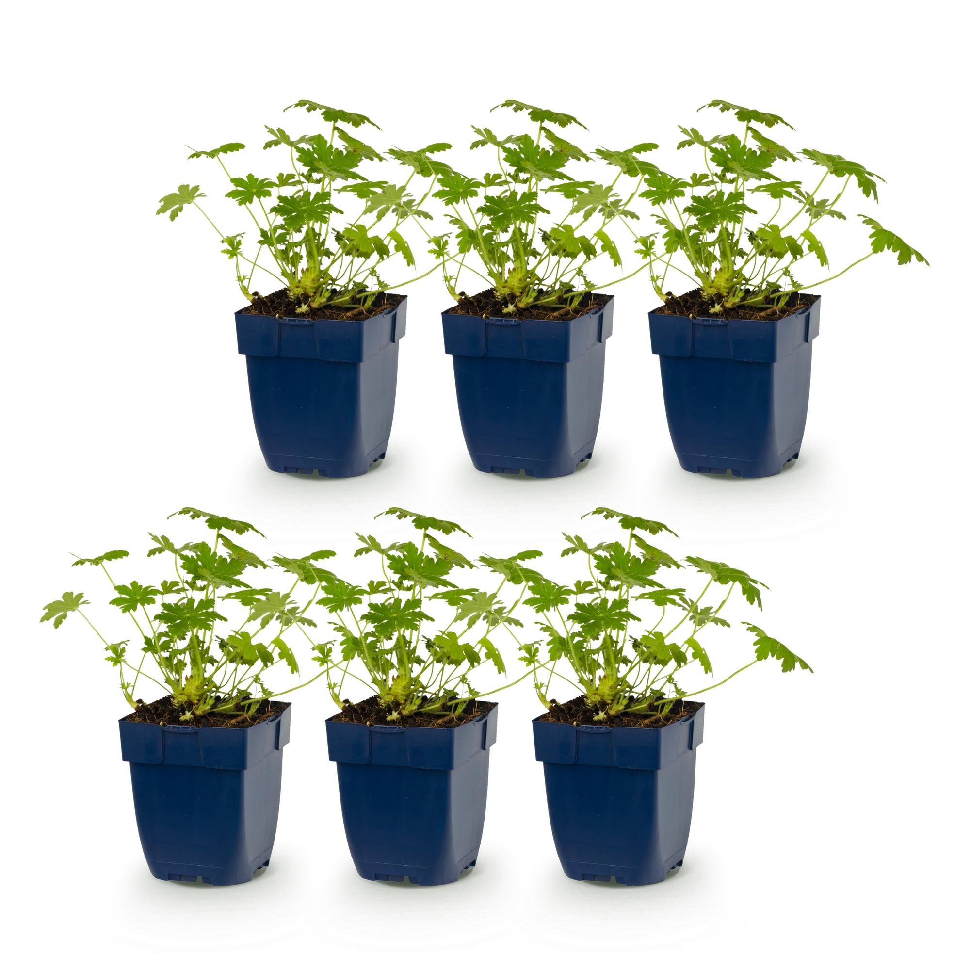 Vasteplant - Geranium macr. Ingwersen's Variety - Ooievaarsbek - Bodembedekkend - Licht Roze - 6 Planten - Pot 11cm - Hoogte 15-25cm