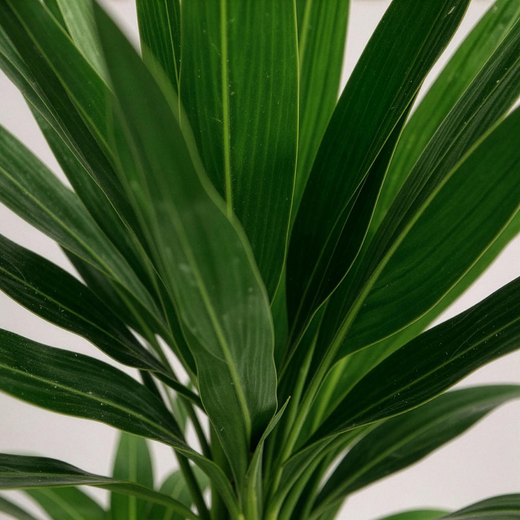Kamerplant - Yucca elephantipes - Yucca - Weinig onderhoud - Groen - 2 - Pot 17cm - Hoogte 75cm