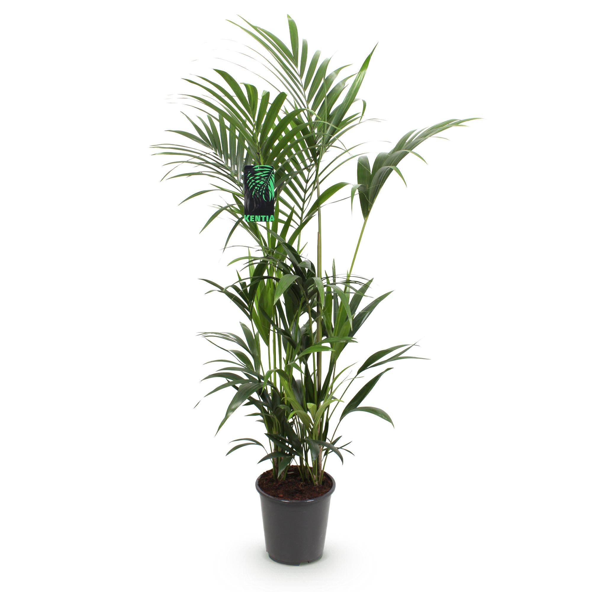 Kamerplant - Howea Forsteriana - Kentia Palm - Weinig Onderhoud - Groen - 1 plant - Pot 27cm - Hoogte 160-170cm