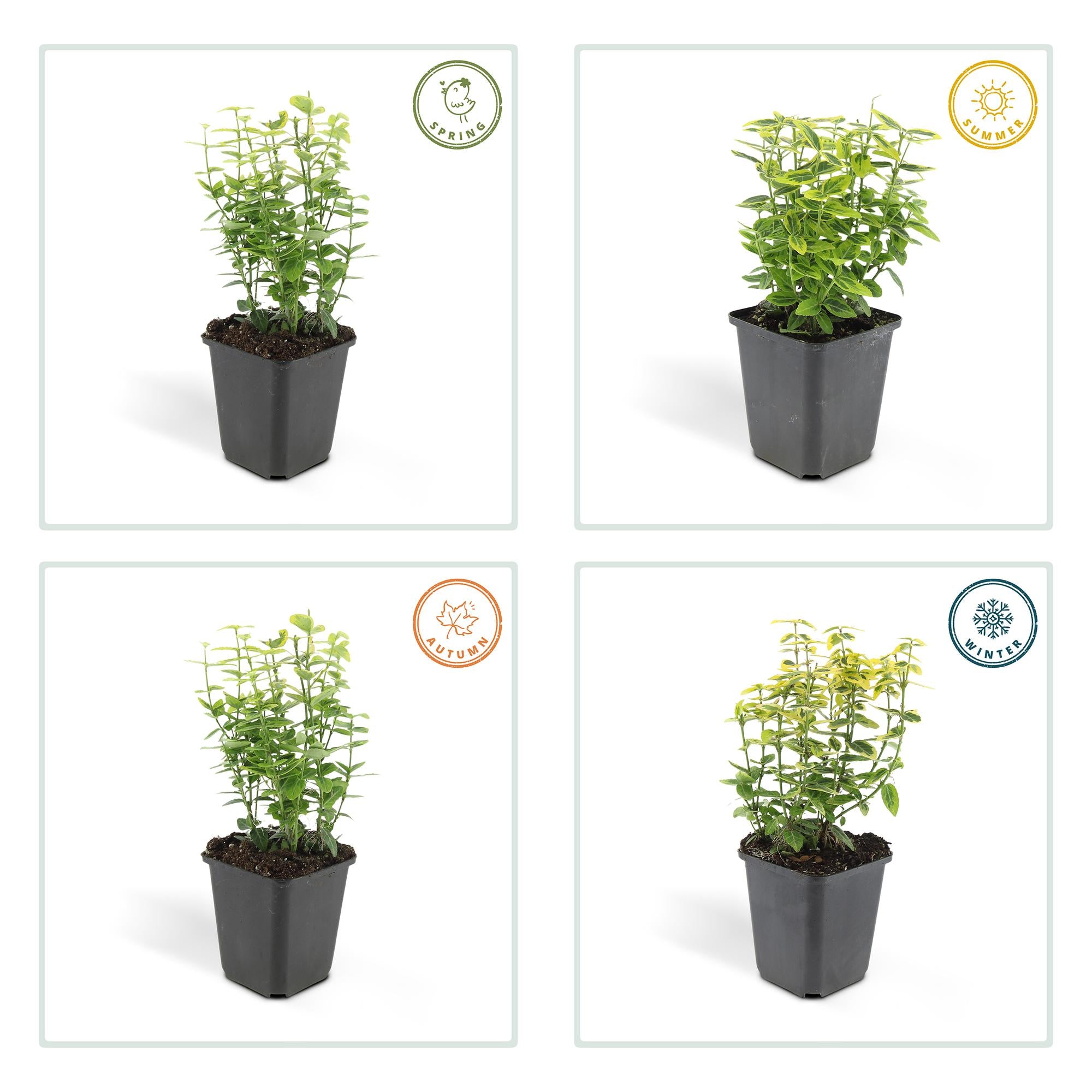 24x Euonymus fort. 'Emerald 'n Gold’ - ↕10-25cm - Ø9cm
