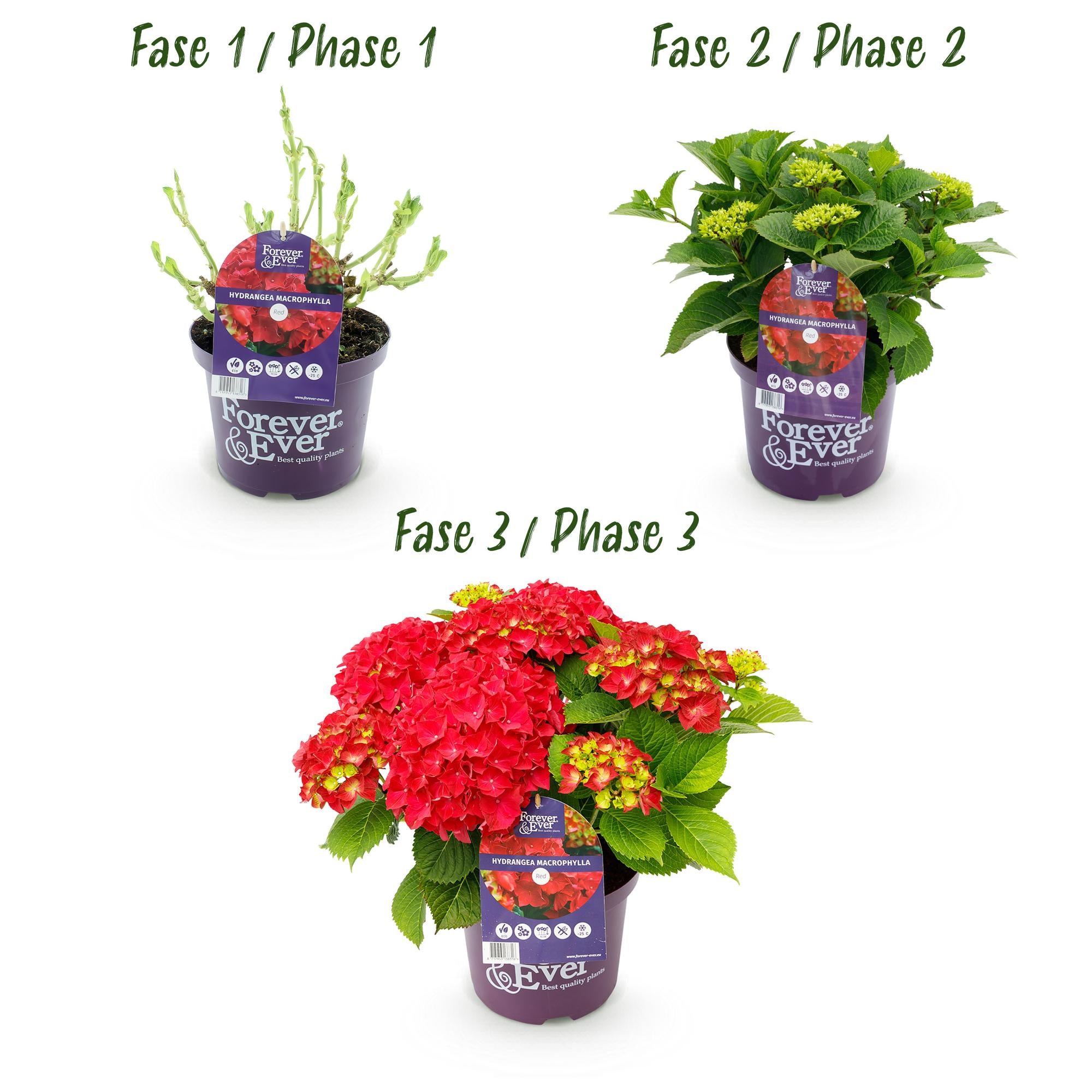 Terrasplant - Hortensia - Hydrangea Forever & Ever - Rood - 7-12 Bloemen - 2 Planten - Pot 23cm Hoogte 55cm