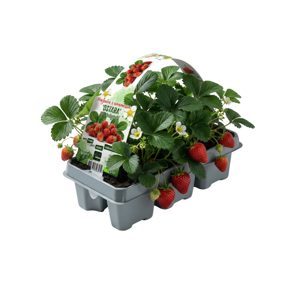 Aardbeien 6 pack (Fragaria) 100% biologisch 2x