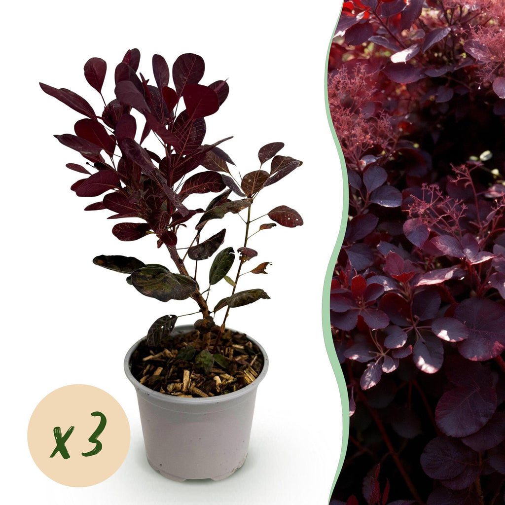 Tuinplant - Cotinus coggyria Lilla - Paars 3 Planten - Bladverliezend - Weinig Onderhoud - Pot 12cm Hoogte 35cm