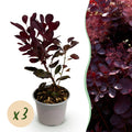 Tuinplant - Cotinus coggyria Lilla - Paars 3 Planten - Bladverliezend - Weinig Onderhoud - Pot 12cm Hoogte 35cm