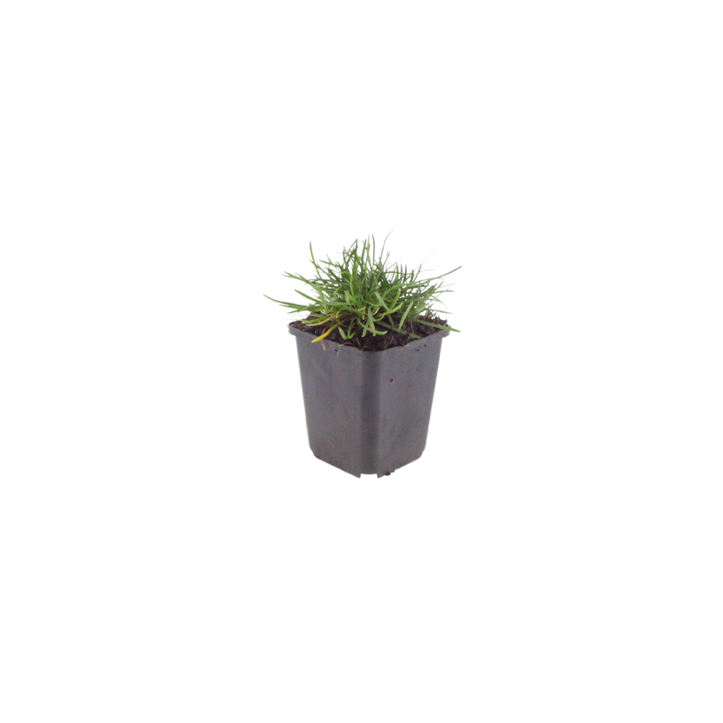 60x Armeria m. 'Splendens' - ↕10-25cm - Ø9cm