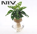 Monstera Adansonii in Bolglas + Klikkurk - Ø12cm - ↕25cm