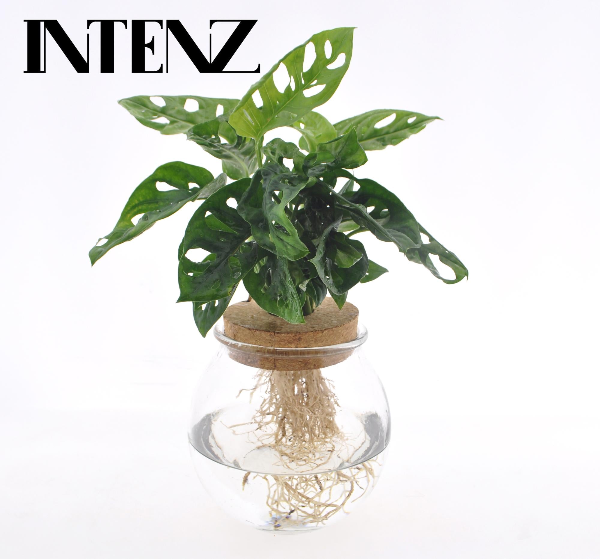 Monstera Adansonii in Bolglas + Klikkurk - Ø12cm - ↕25cm
