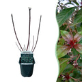 Heesters - Cornus alba Kesselringii - Paarse Takken - 1 Plant - Bladverliezend - Weinig Onderhoud - Pot 17cm Hoogte 45cm