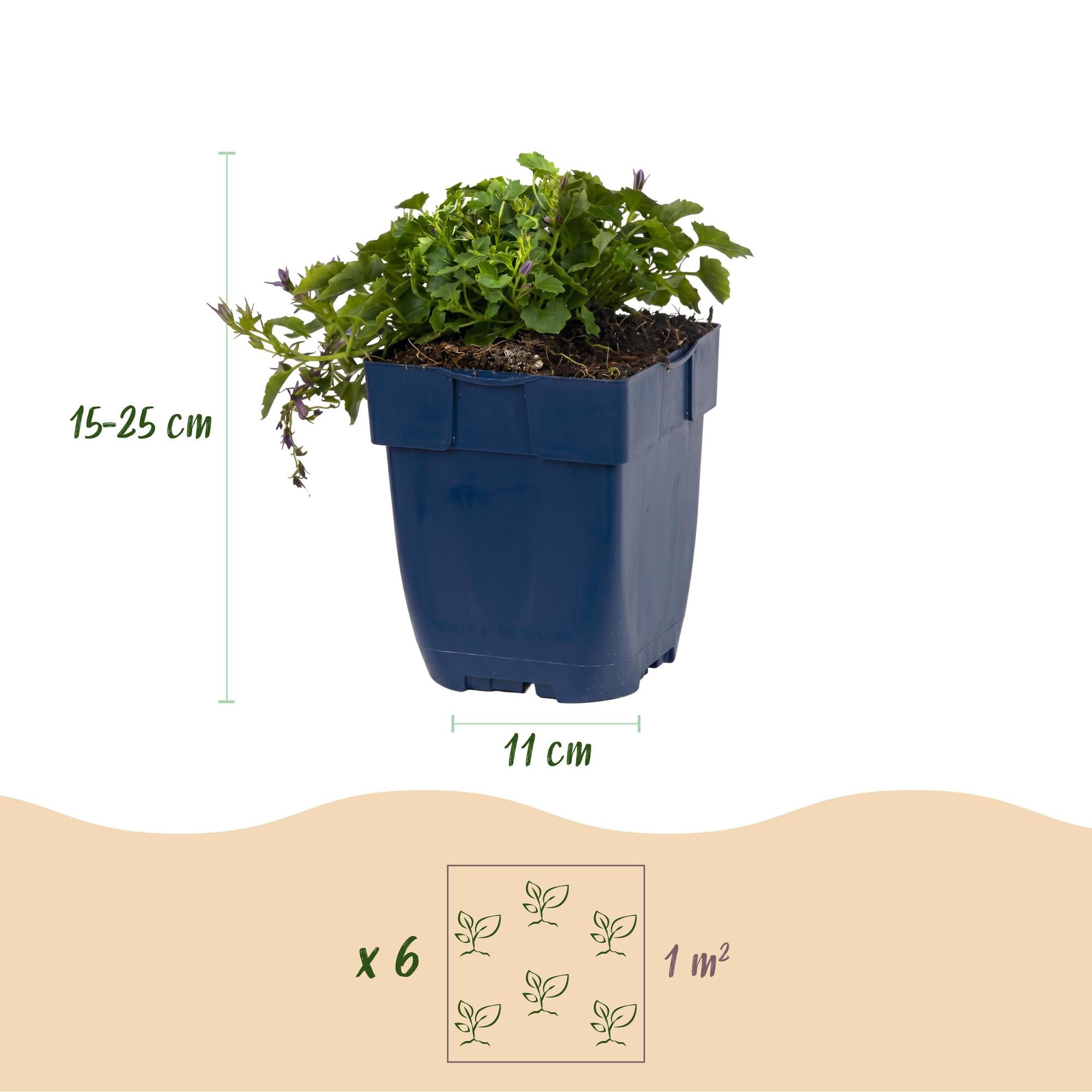 Vasteplant - Campanula posch. Stella - Perzikbladklokje - Bodembedekkend - Paars - 3 Planten - Pot 11cm - Hoogte 15-25cm