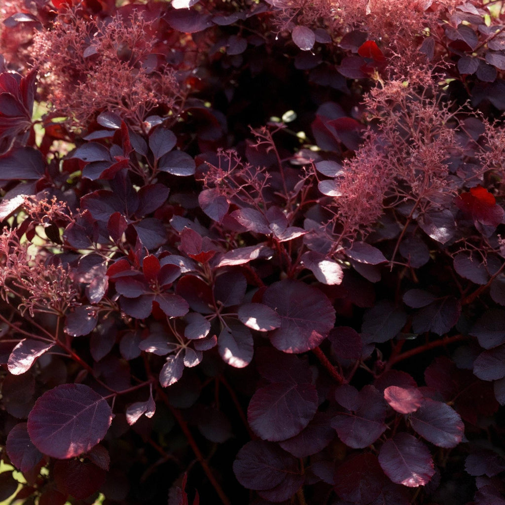 Tuinplant - Cotinus coggyria Lilla - Paars 3 Planten - Bladverliezend - Weinig Onderhoud - Pot 12cm Hoogte 35cm
