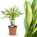 Green is... Kamerplanten - Dracaena fragrans Diamond Dream - Drakenbloedboom - Weinig onderhoud - Groen - 1 Plant - Pot 17cm - Hoogte 50-55cm