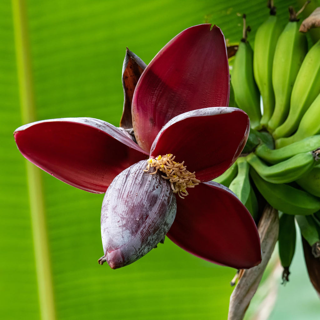 Fruitplant - Bananen plant - Musa sikkemensis Red Tiger - Winterhard - 6 planten - Pot 12cm Hoogte 30cm