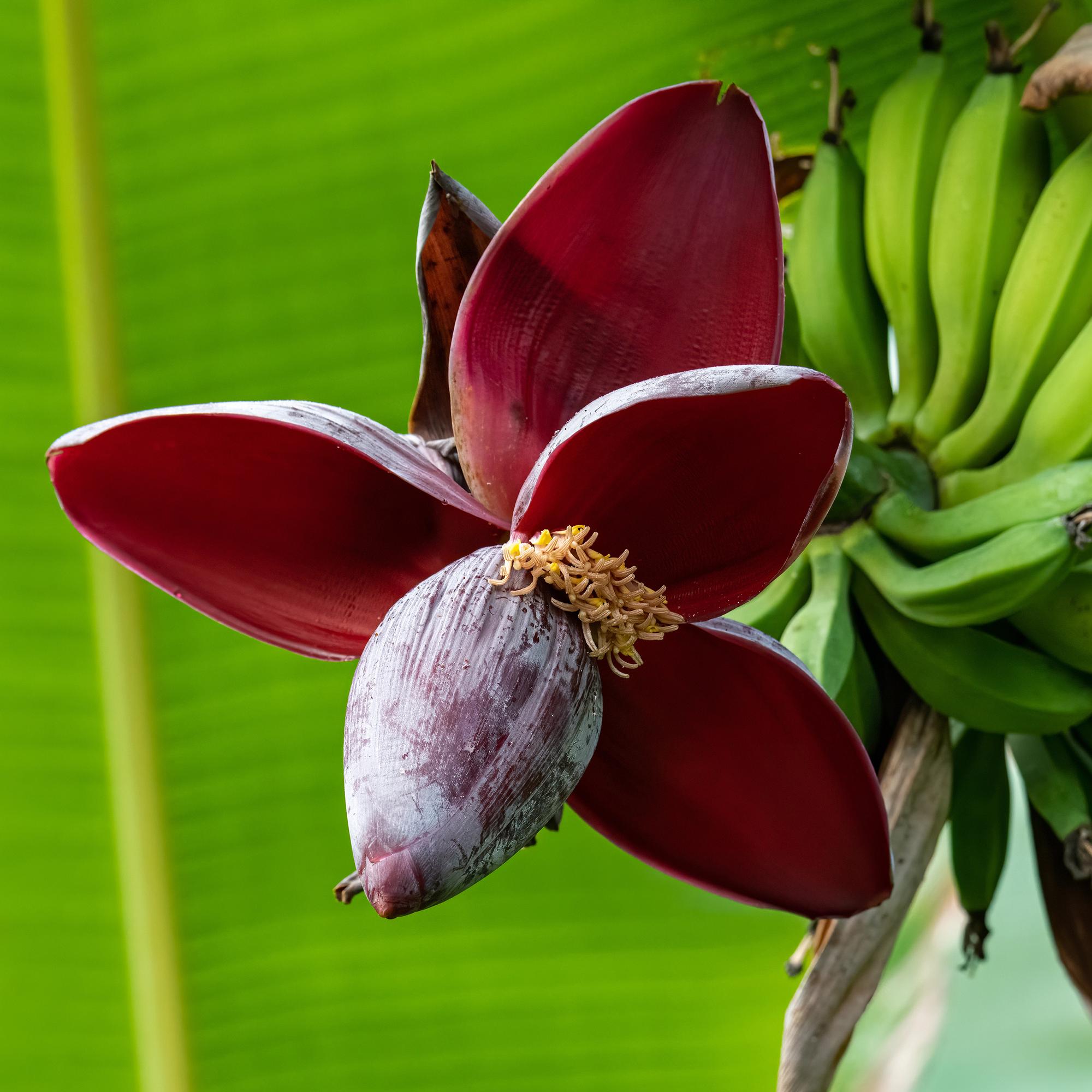 Fruitplant - Bananen plant - Musa sikkemensis Red Tiger - Winterhard - 6 planten - Pot 12cm Hoogte 30cm