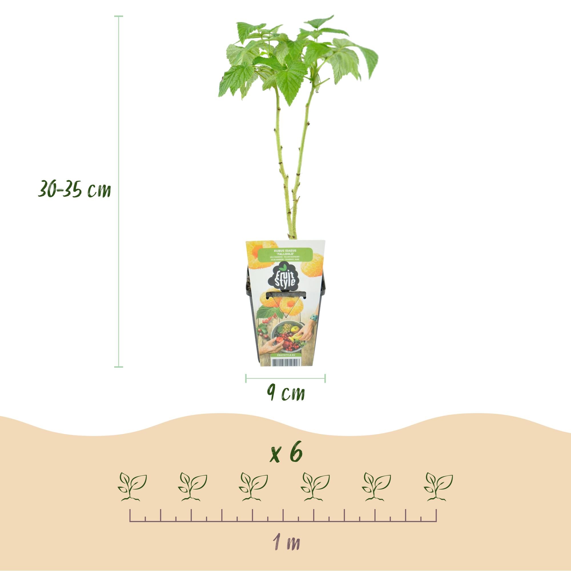 Fruitplanten - Framboos - Rubus idaeus Fallgold - Winterhard - 3 Planten - Pot 9 cm - Gele Framboos