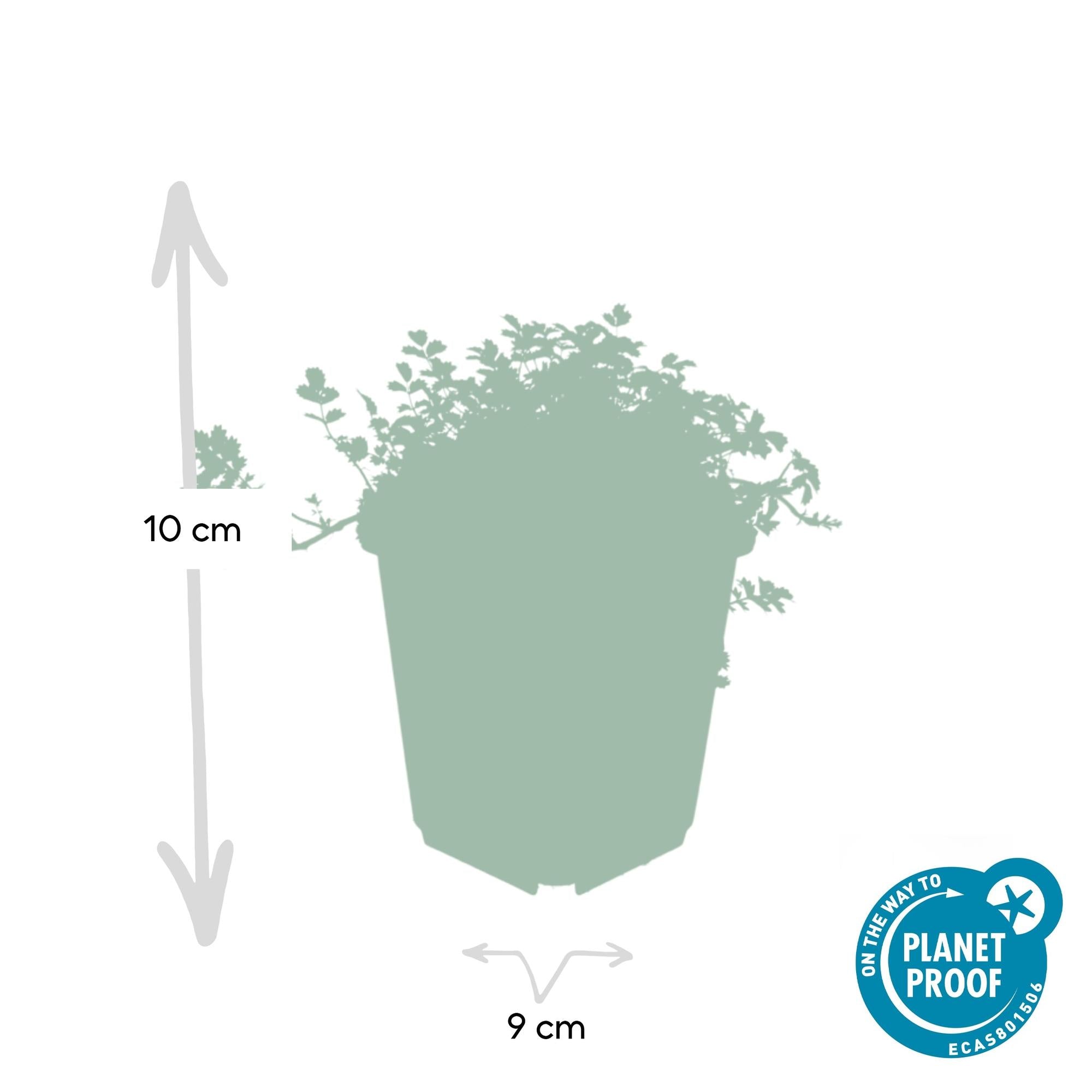 48x Acaena microphylla 'Kupferteppich' - ↕10-25cm - Ø9cm