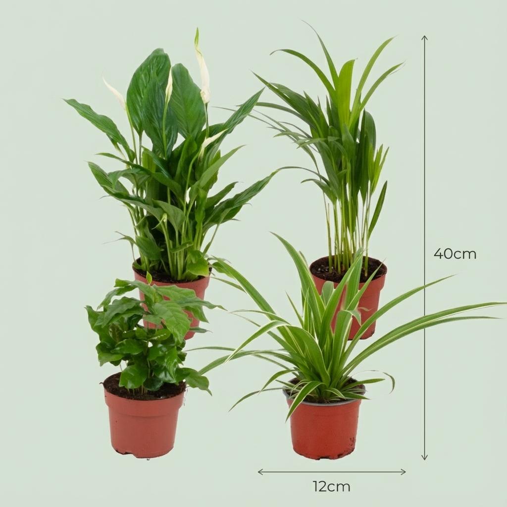 Luchtzuiverende Kamerplanten - Ø 12 cm - Hoogte: 30-40 cm