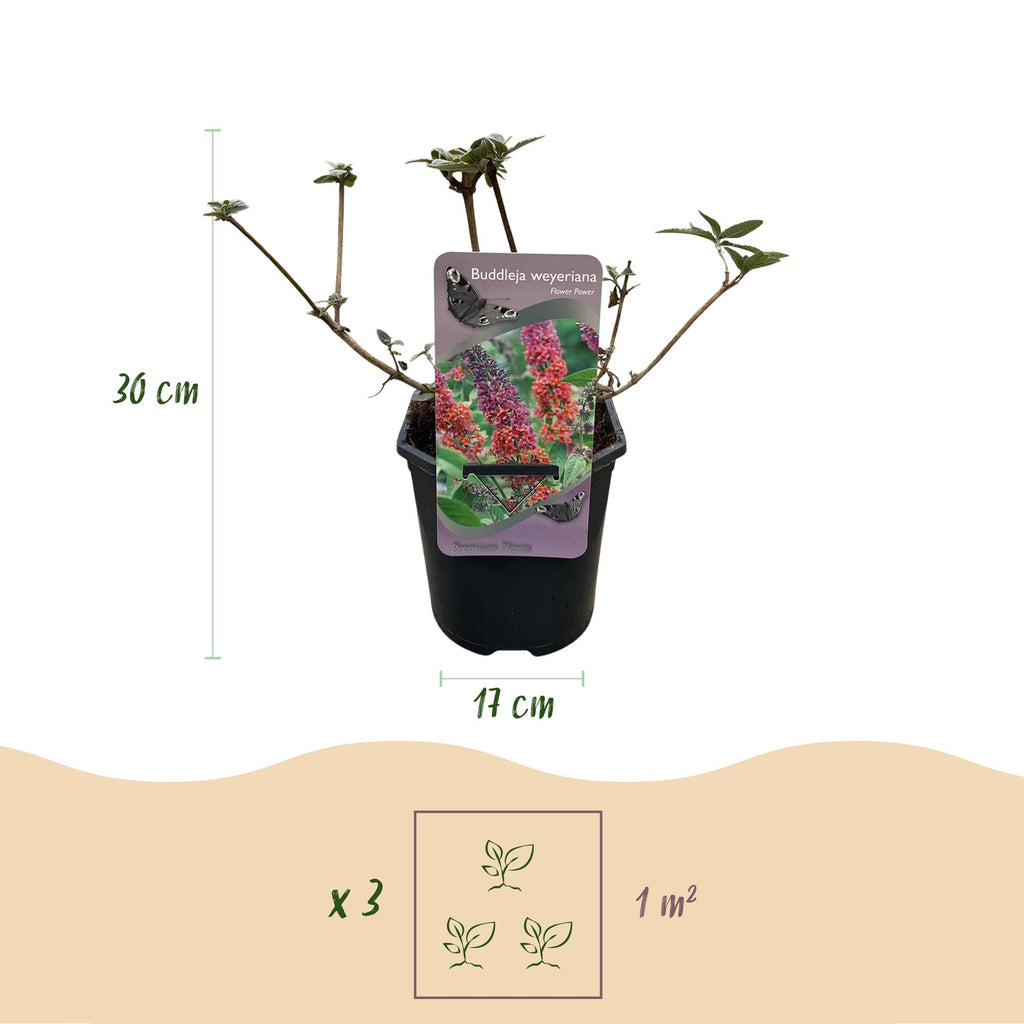 Vlinderstruik - Buddleja davidii Flower Power - Bloem Oranje Paars - 3 Planten - 1m2 - Bladverliezend - Vlinderlokkend -  Pot 17cm Hoogte 30cm