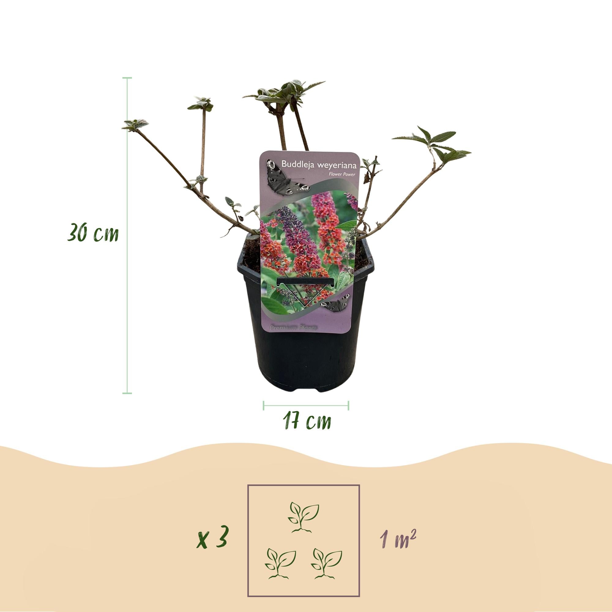 Vlinderstruik - Buddleja davidii Flower Power - Bloem Oranje Paars - 3 Planten - 1m2 - Bladverliezend - Vlinderlokkend -  Pot 17cm Hoogte 30cm