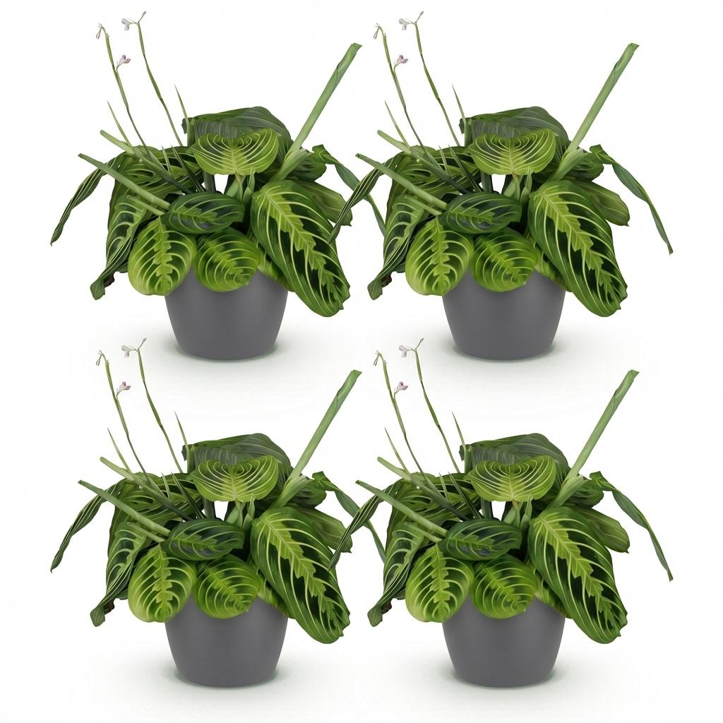 Kamerplant - Maranta Fascinator Lemon Lime - Gebedsplant - Huisdiervriendelijke Plant - Groen - 4 Planten - met Potter Grijs - Pot 12cm - Hoogte 25cm