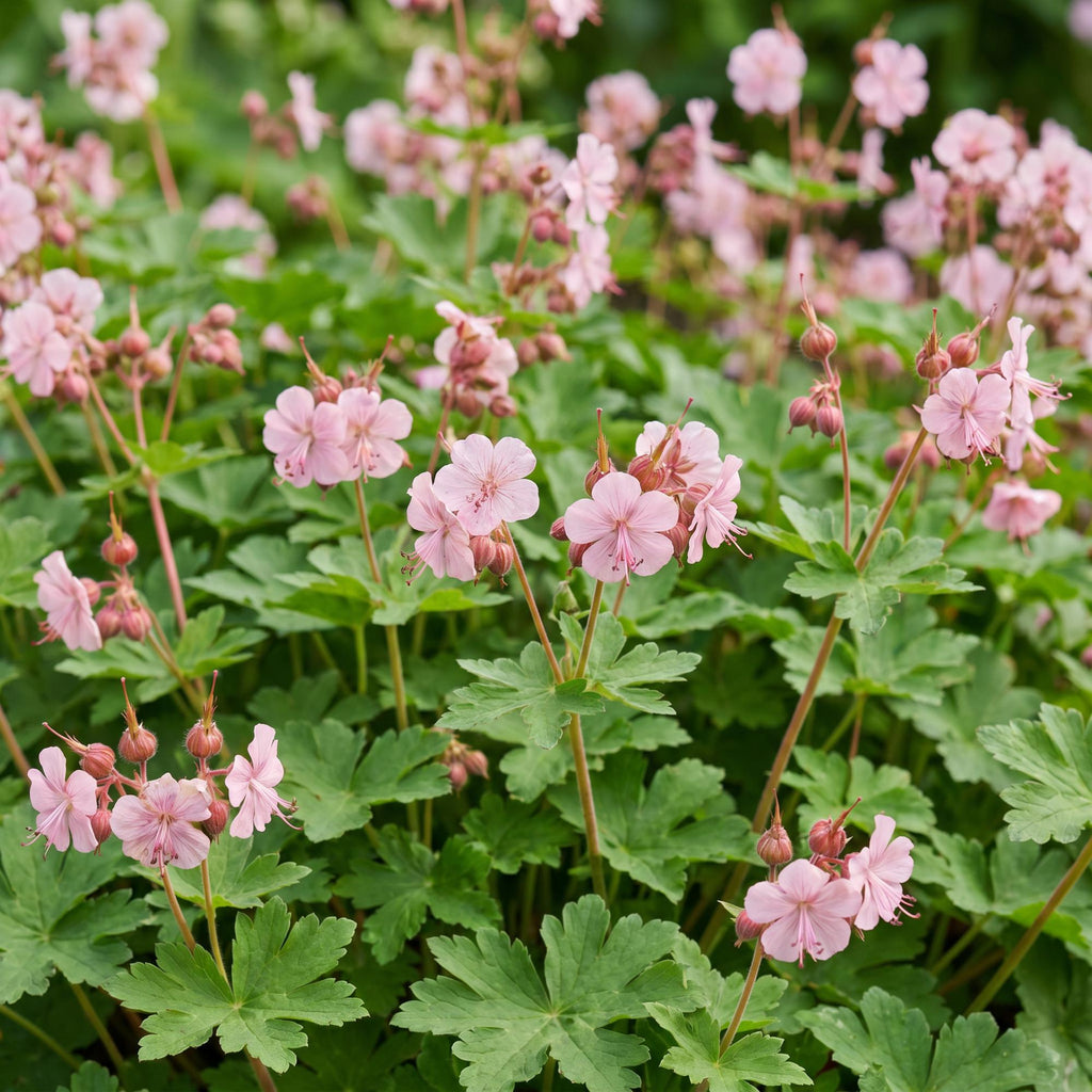 Vasteplant - Geranium macr. Ingwersen's Variety - Ooievaarsbek - Bodembedekkend - Licht Roze - 1 Plant - Pot 11cm - Hoogte 15-25cm