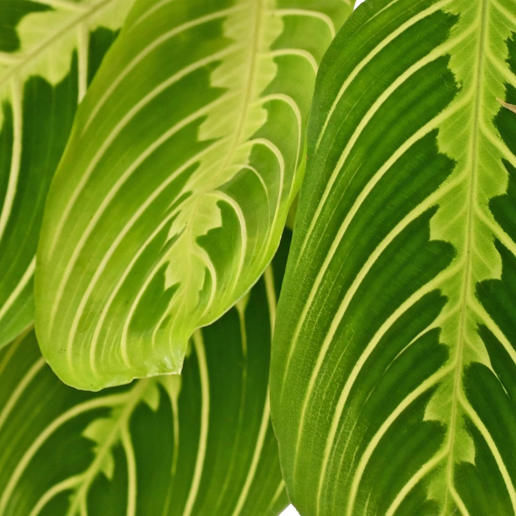 Kamerplant - Maranta Fascinator Lemon Lime - Gebedsplant - Huisdiervriendelijk - Groen - 2 Planten - Pot 12cm - Hoogte 30-35cm