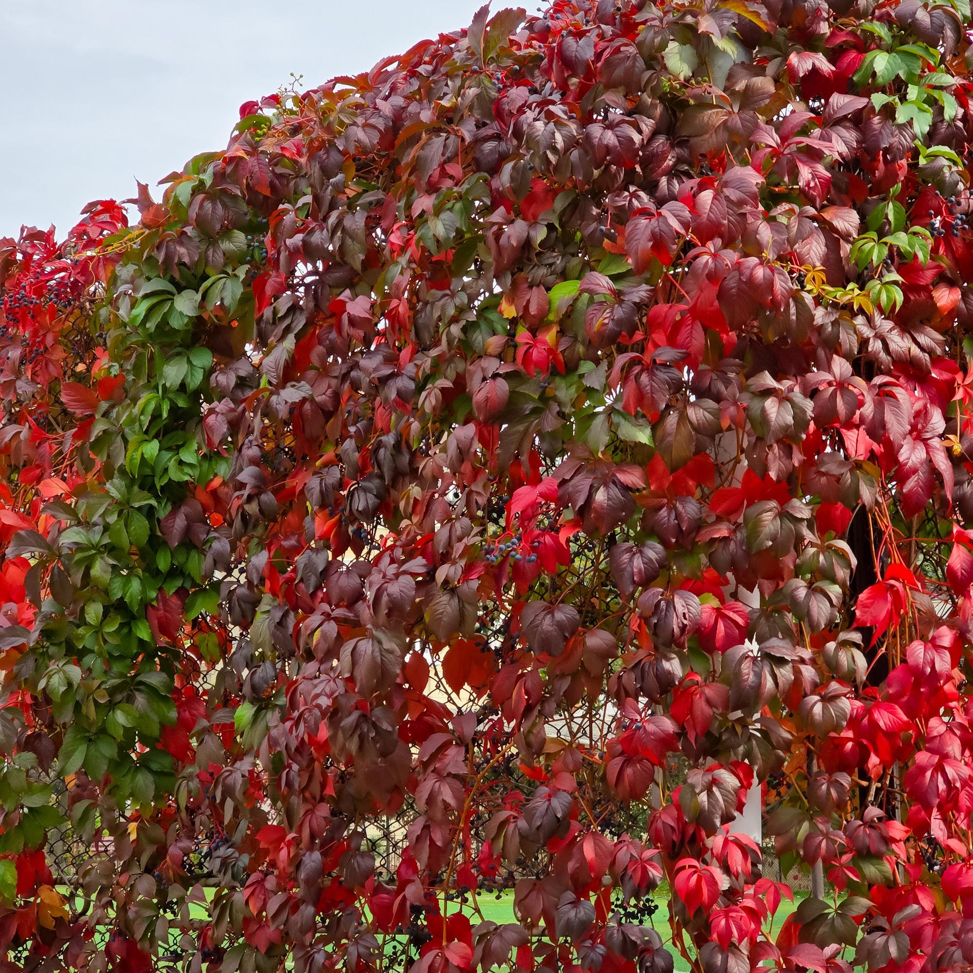 Wilde Wingerd - Parthenocissus Engelmannii - Blad Groen later Rood - Weinig onderhoud - 2 planten - Pot 11cm Hoogte 40cm