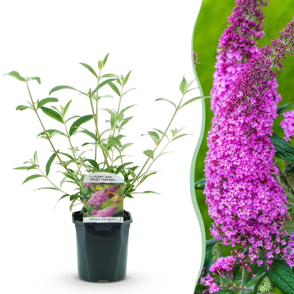 Tuinplant - Buddleja davidii Pink Delight - Vlinderstruik - Winterhard - Roze - 1 Plant - Pot 17cm - Hoogte 45cm