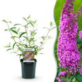 Tuinplant - Buddleja davidii Pink Delight - Vlinderstruik - Winterhard - Roze - 1 Plant - Pot 17cm - Hoogte 45cm