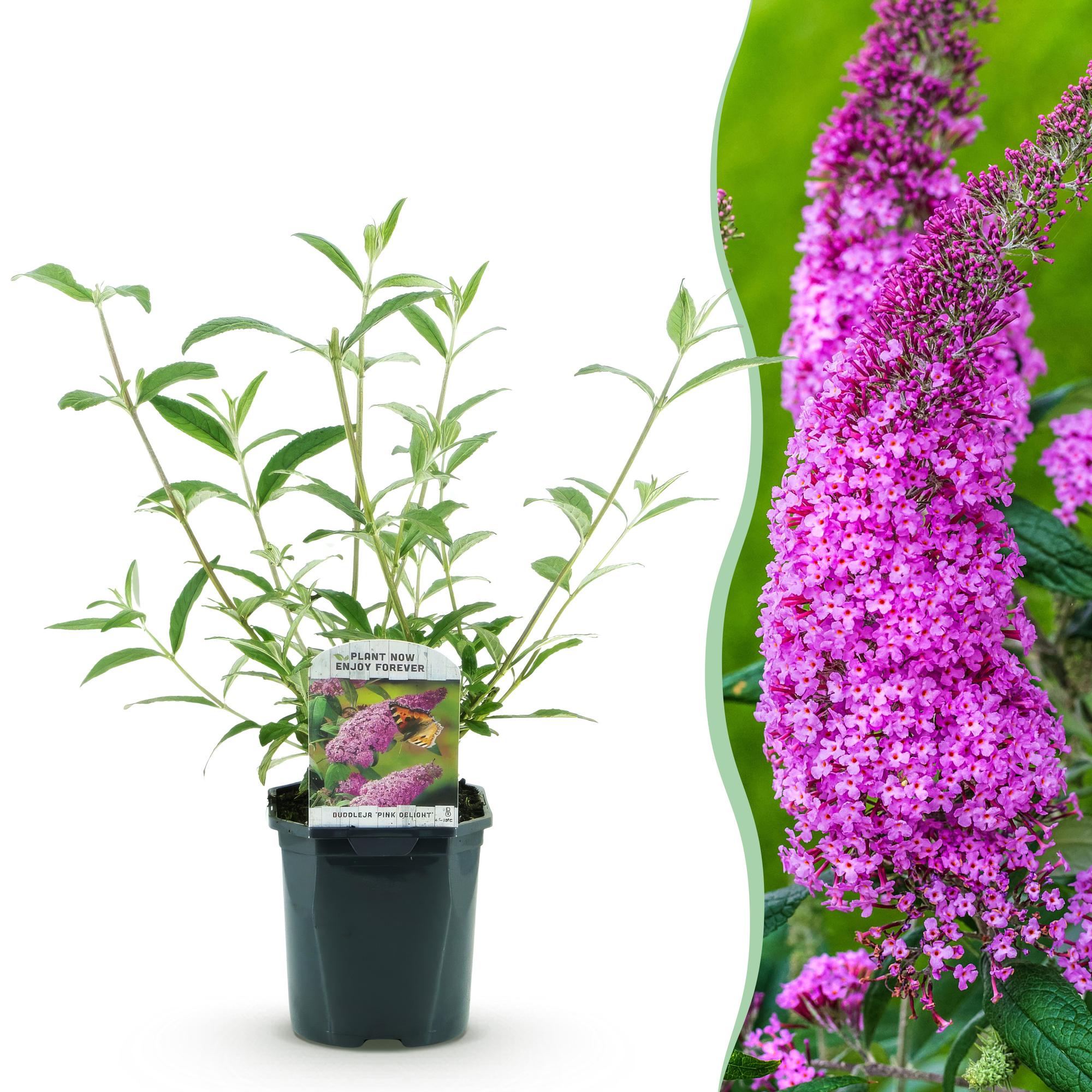Tuinplant - Buddleja davidii Pink Delight - Vlinderstruik - Winterhard - Roze - 1 Plant - Pot 17cm - Hoogte 45cm
