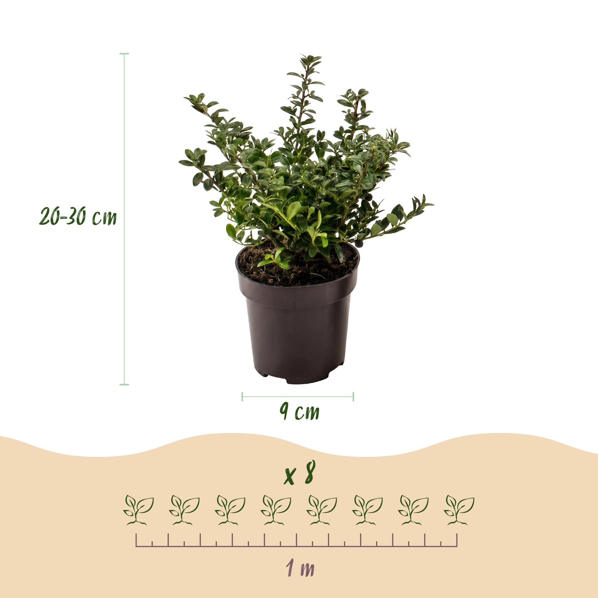 8x Ilex crenata Stokes - Japanse Hulst - Haagplanten - Groenblijvend - Groen - Pot 9cm - Hoogte 20-30cm