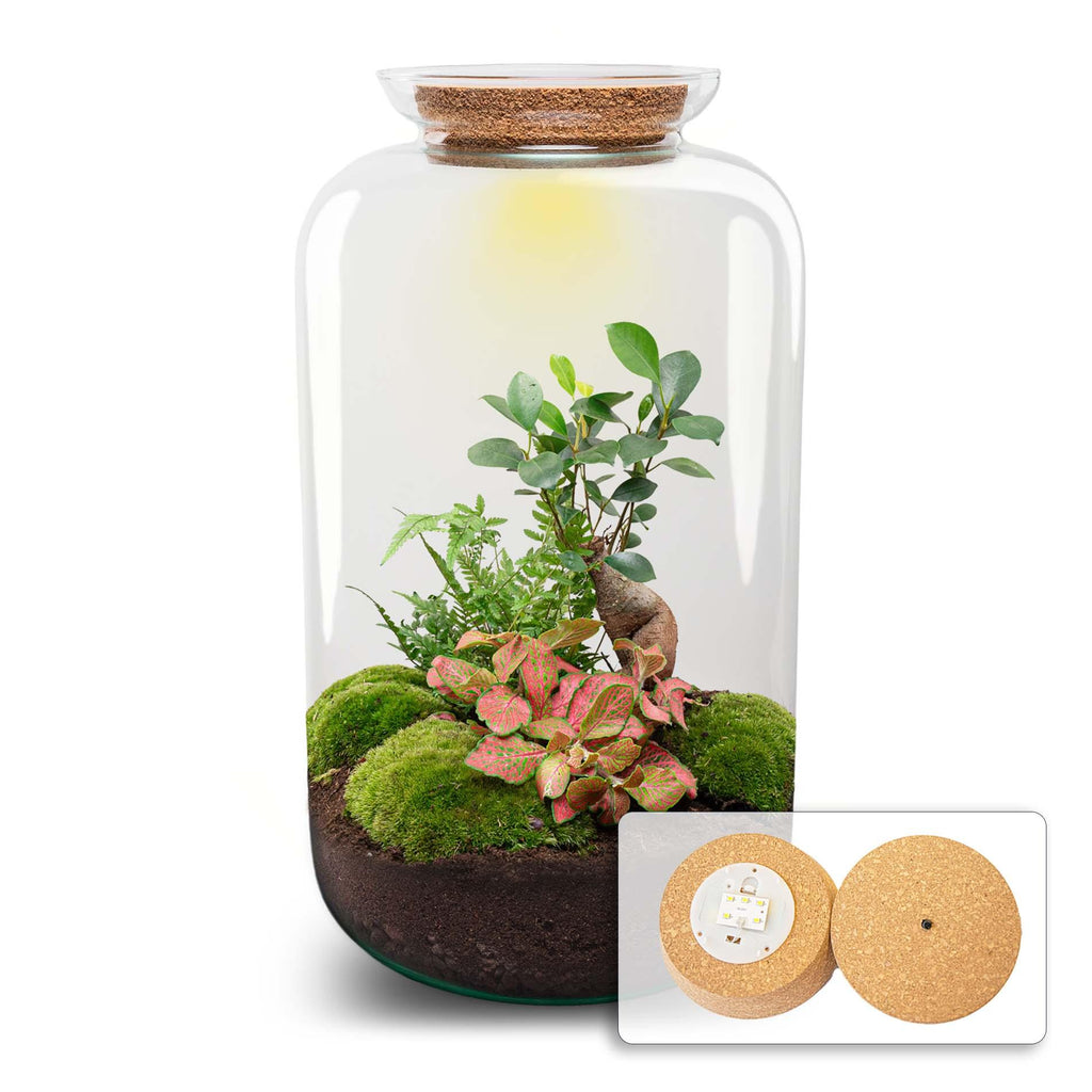 DIY terrarium - Sven XL Bonsai - Met verlichting - ↕ 43 cm - Normal