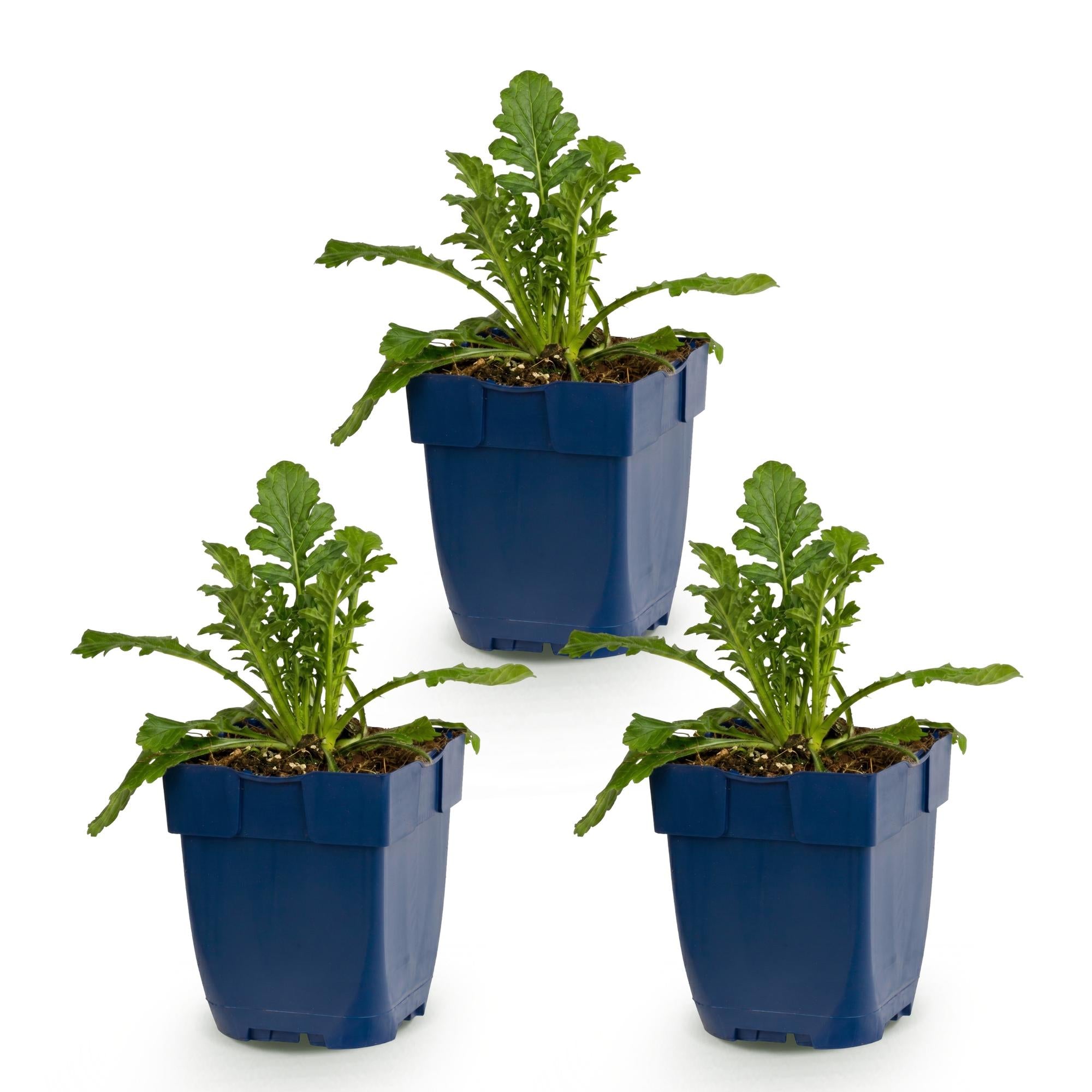 Vasteplant - Scabiosa col. Butterfly Blue - Duifkruid - Bijen en Vlinderlokkers - Paars - 3 Planten - Pot 11cm - Hoogte 15-25cm