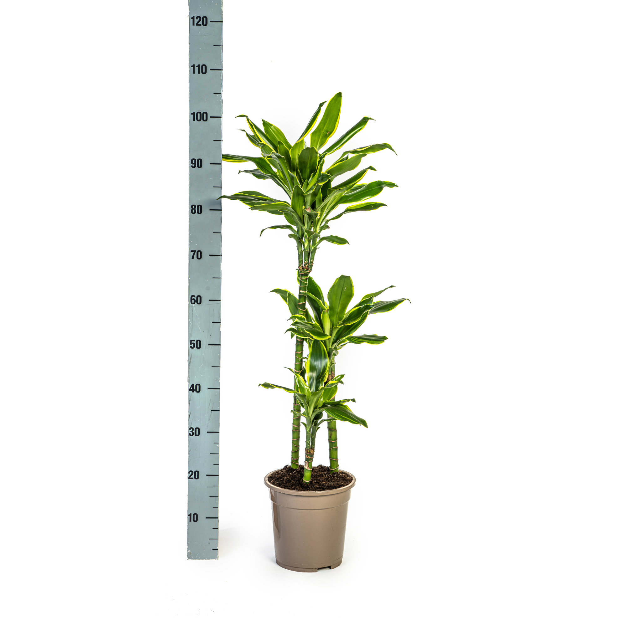 Dracaena Fragrans Golden Coast Ø21cm - ↕90 - 110cm