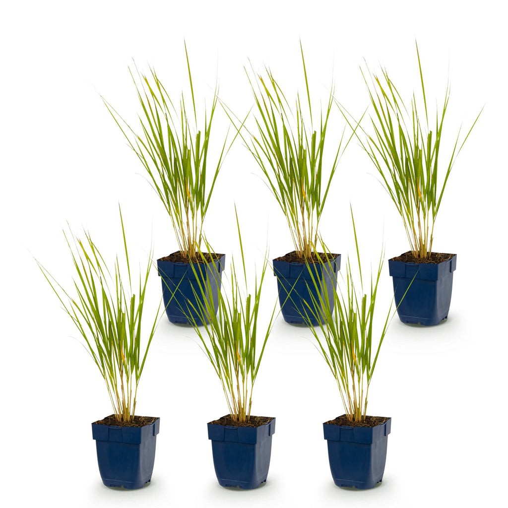 Grassen - Calamagrostis Karl Foerster - Struisriet - Met Pluim - Groen - 6 Planten - Pot 11cm - Hoogte 15-25cm