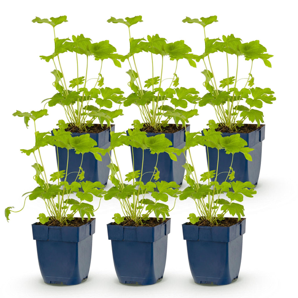 Vasteplant - Delphinium (P) Black Knight - Ridderspoor - Bijen en Vlinderlokkers - Paars - 6 Planten - Pot 11cm - Hoogte 15-25cm