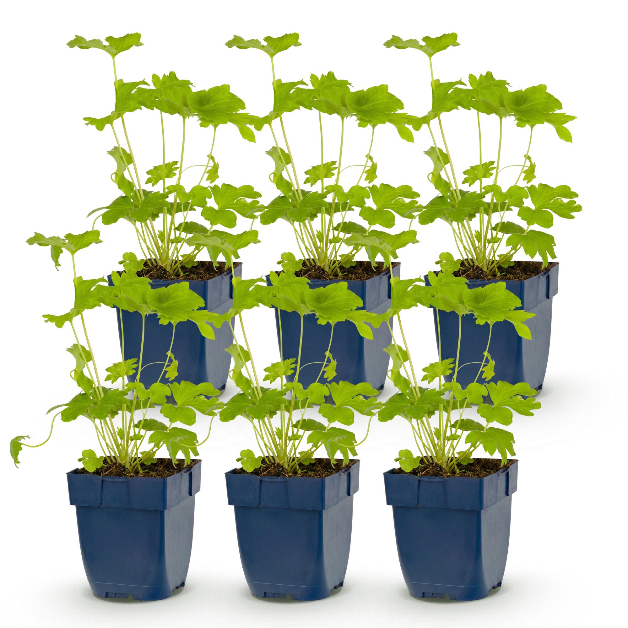 Vasteplant - Delphinium (P) Black Knight - Ridderspoor - Bijen en Vlinderlokkers - Paars - 6 Planten - Pot 11cm - Hoogte 15-25cm