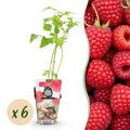 Fruitplanten - Framboos - Rubus idaeus Ottawa - Winterhard - 6 Planten - Pot 9 cm - Rode Framboos