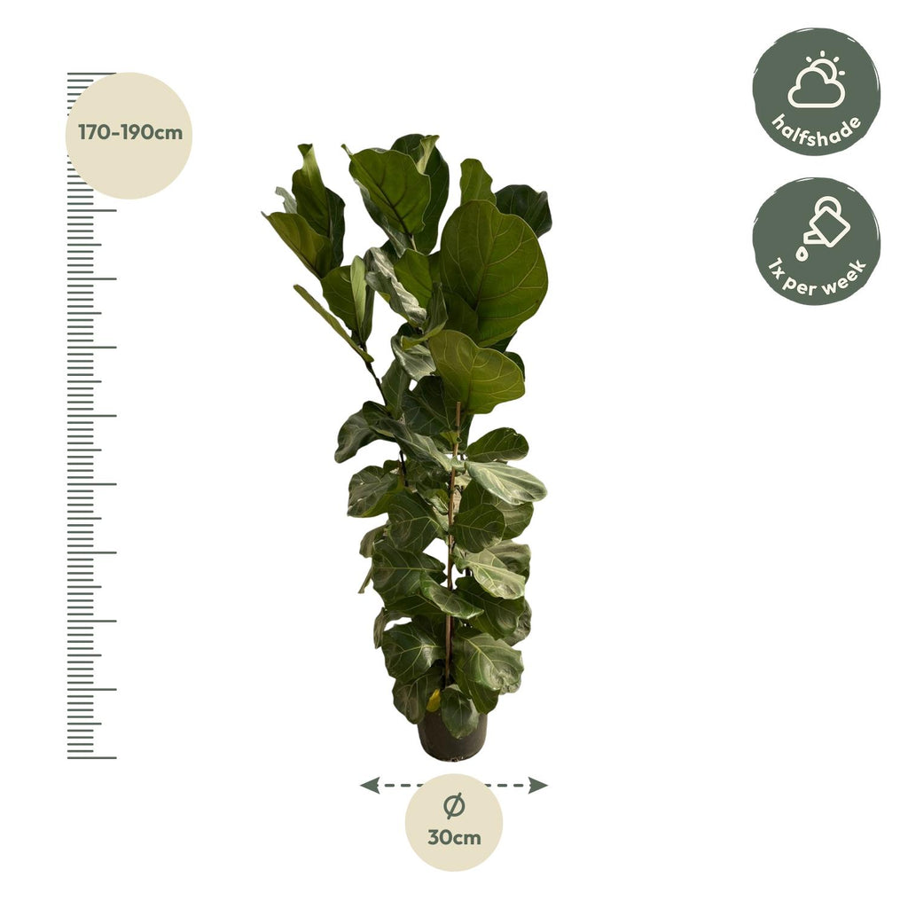 Ficus Lyrata struik - 180 cm - Ø27
