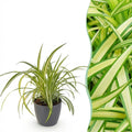 Kamerplant - Chlorophytum comosum Variegatum - Bonte Graslelie - Huisdiervriendelijke Plant - Groen - 1 Plant - met Potter Grijs - Pot 12cm - Hoogte 20cm