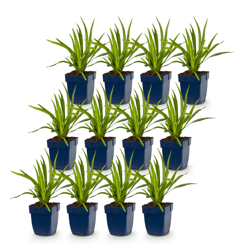 Vasteplant - Liatris spicata - Lampenkruid - Bijen- en vlinderlokkers - Paars - 12 Planten - Pot 11cm - Hoogte 15-25cm