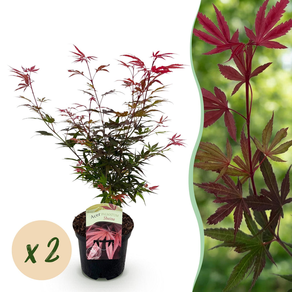 Terrasplant - Japanse Esdoorn - Acer palmatum Shaina - Rood - 2 Planten - Bladverliezend - Pot 19cm Hoogte 70cm
