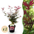 Terrasplant - Japanse Esdoorn - Acer palmatum Shaina - Rood - 2 Planten - Bladverliezend - Pot 19cm Hoogte 70cm