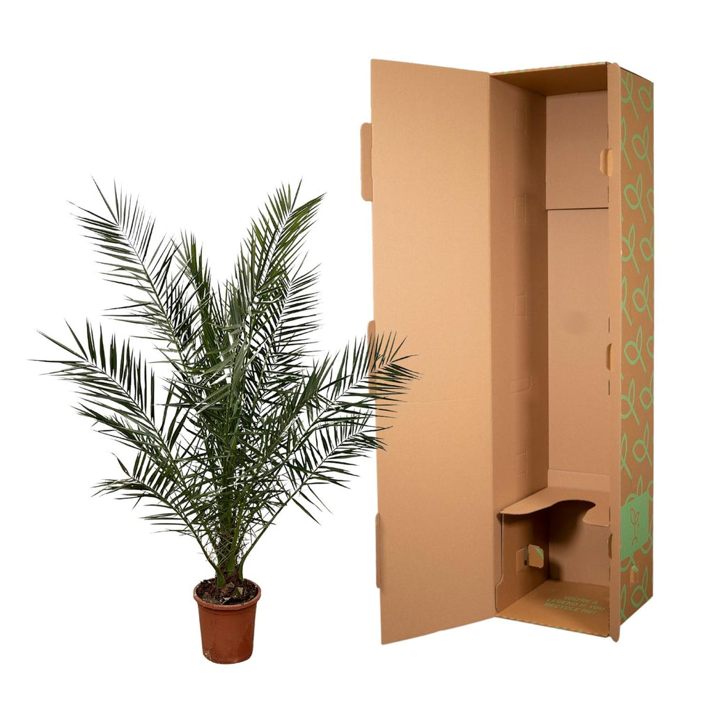 Phoenix Canariensis - 170 cm - Ø27cm