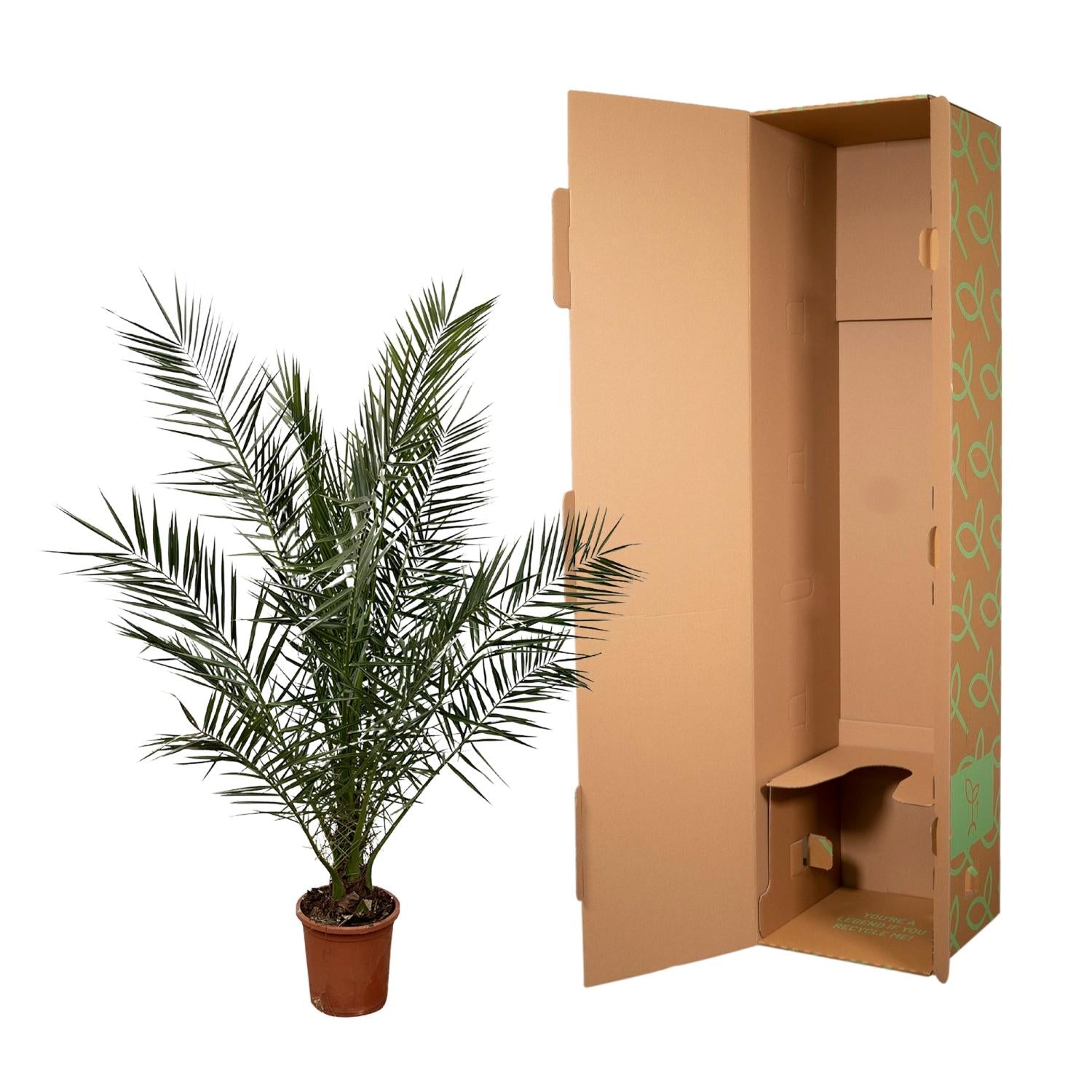 Phoenix Canariensis - 170 cm - Ø27cm