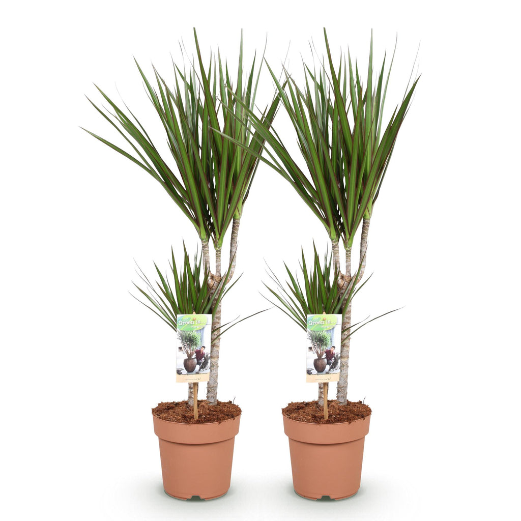 Green is... Kamerplanten - Dracaena Marginata - Drakenbloedboom - Weinig onderhoud - Groen - 2 Planten - Pot 17cm - Hoogte 70-80cm
