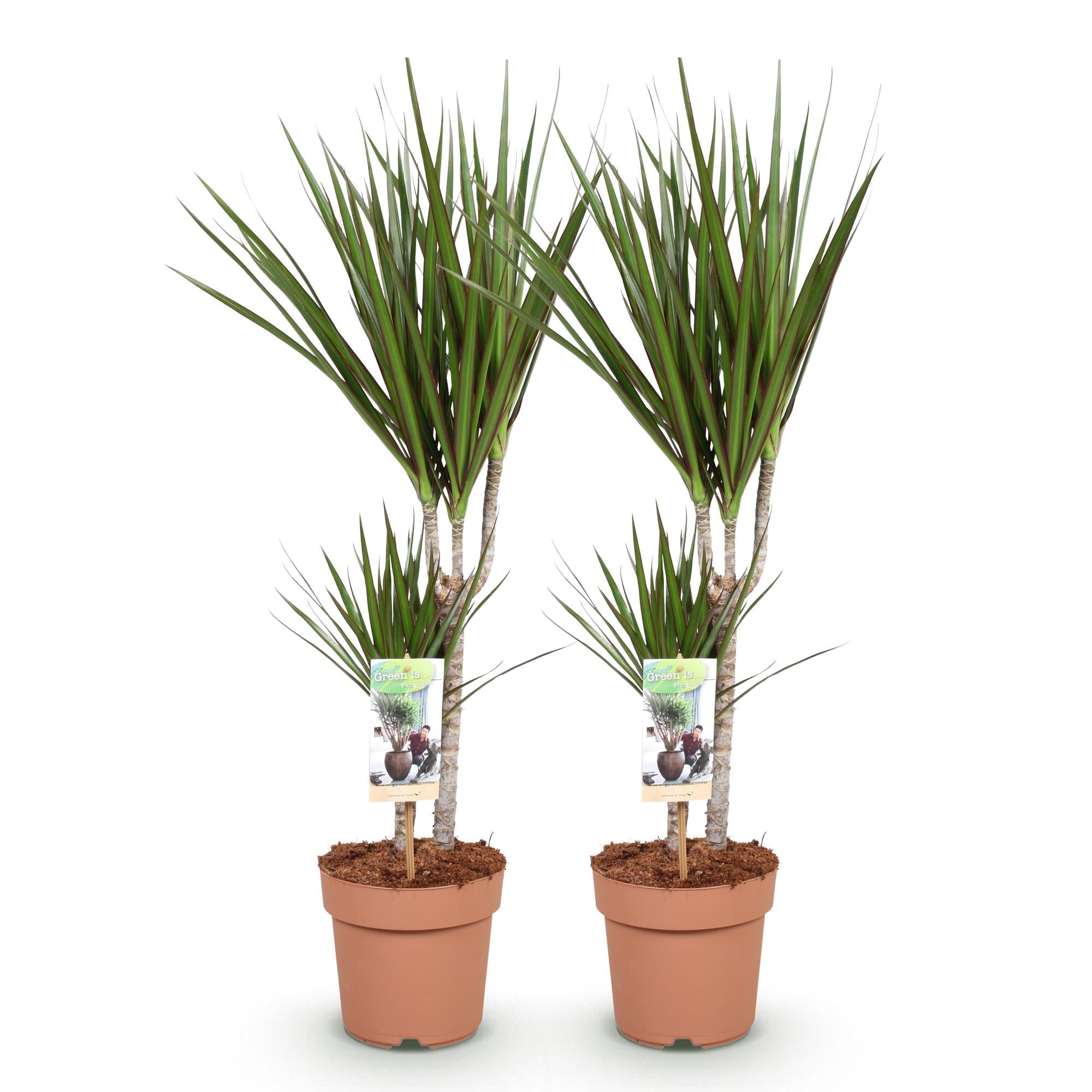 Green is... Kamerplanten - Dracaena Marginata - Drakenbloedboom - Weinig onderhoud - Groen - 2 Planten - Pot 17cm - Hoogte 70-80cm