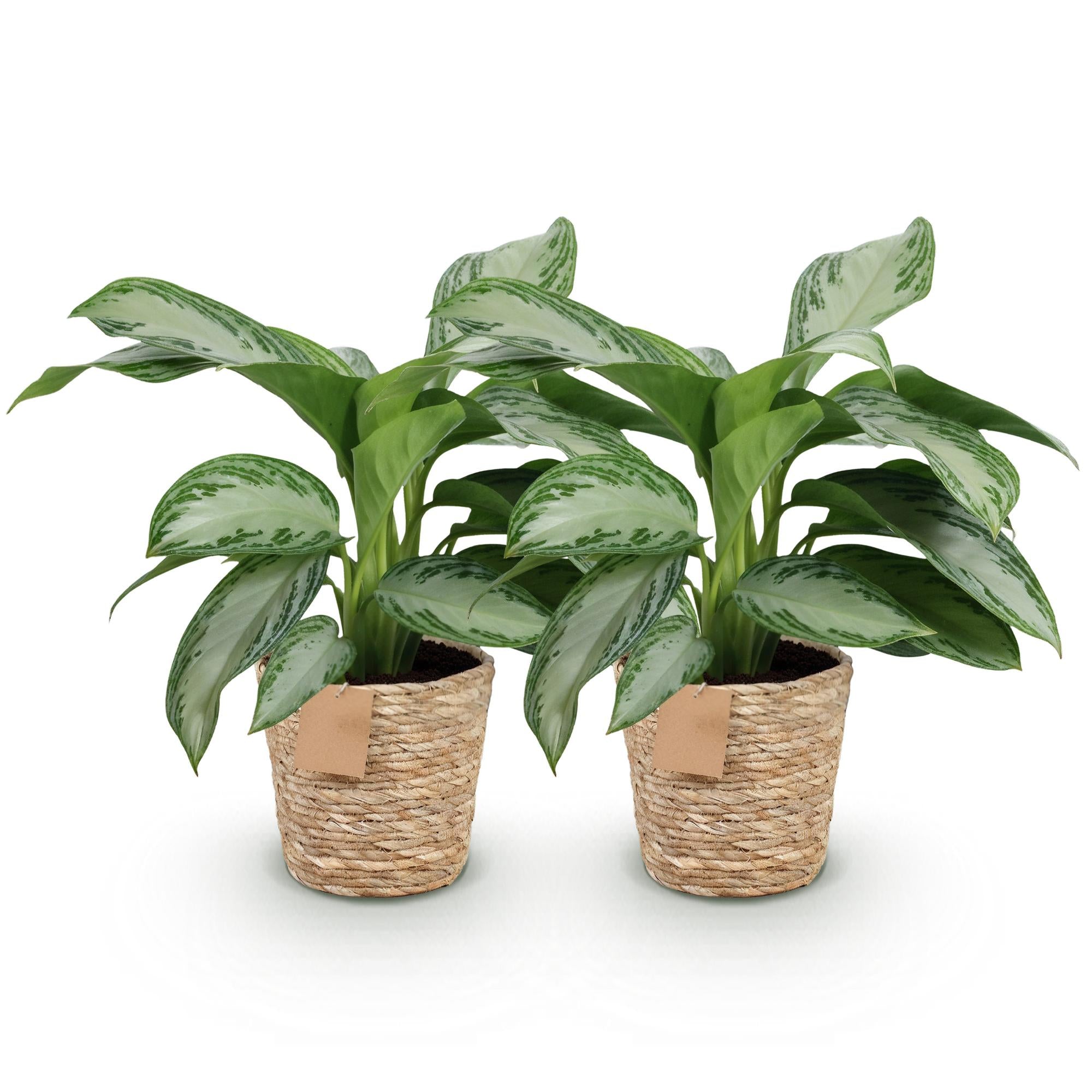 Green is... Kamerplanten - Aglaonema Silver Bay - Zilverblad - Weinig onderhoud - met mand - Groen - 2 Planten - Pot 17cm - Hoogte 70-75cm